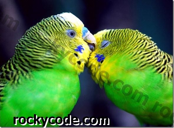 अपने डेस्कटॉप के लिए 15 अद्भुत पक्षी वॉलपेपर [शांत संग्रह]