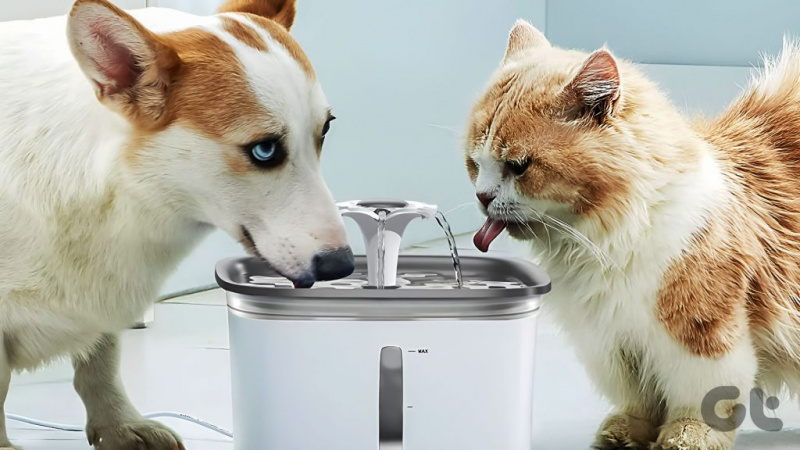 6 geriausi automatiniai šunų vandens dozatoriai ir fontanai