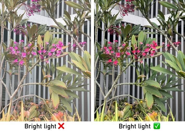 Forstå belysningen for å fange blomsterfoto på iPhone